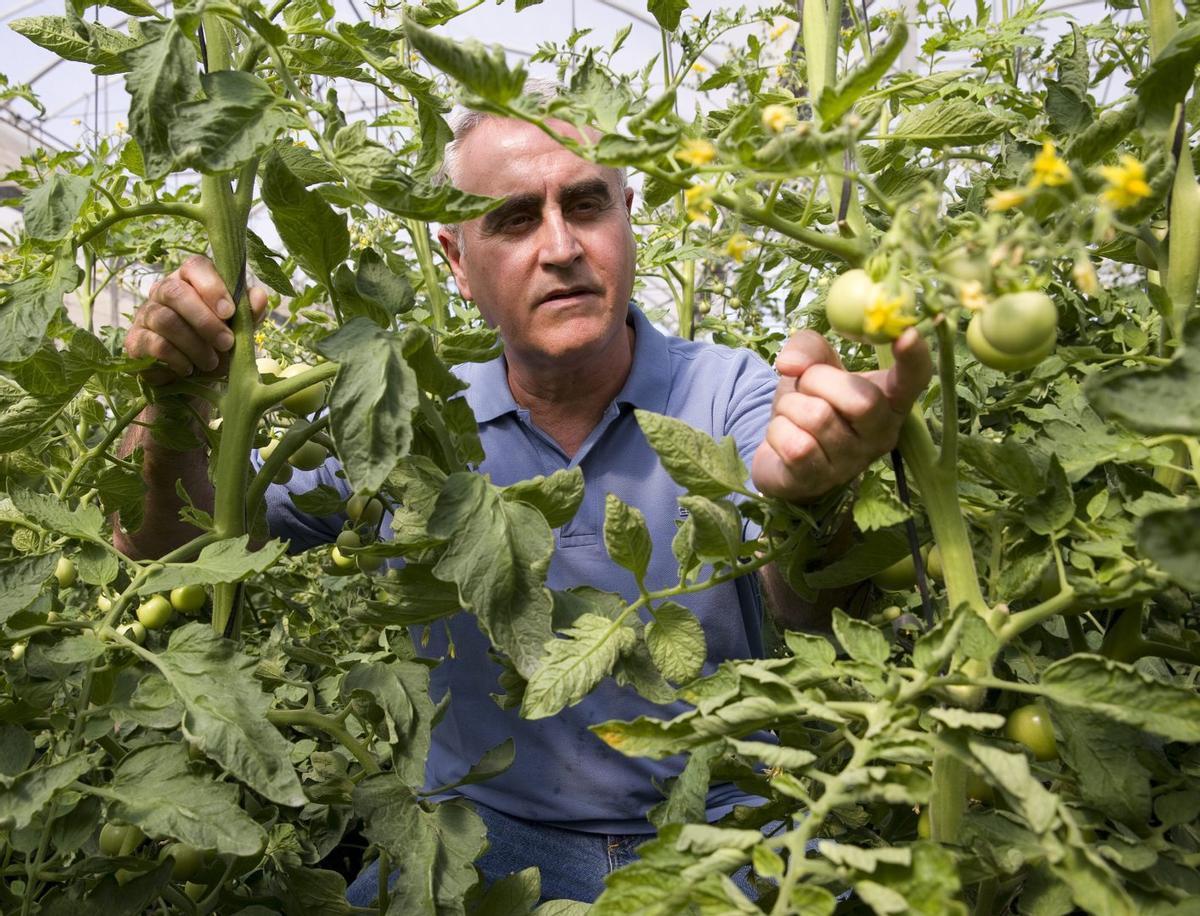 Una finca experimental dedicada en Málaga a mejorar la productividad de los tomates