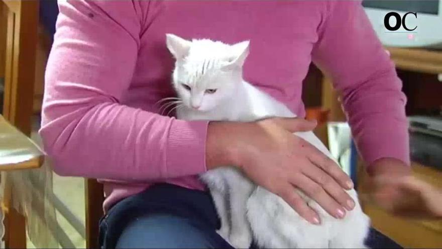 'Misi', la gata salvadora de A Coruña