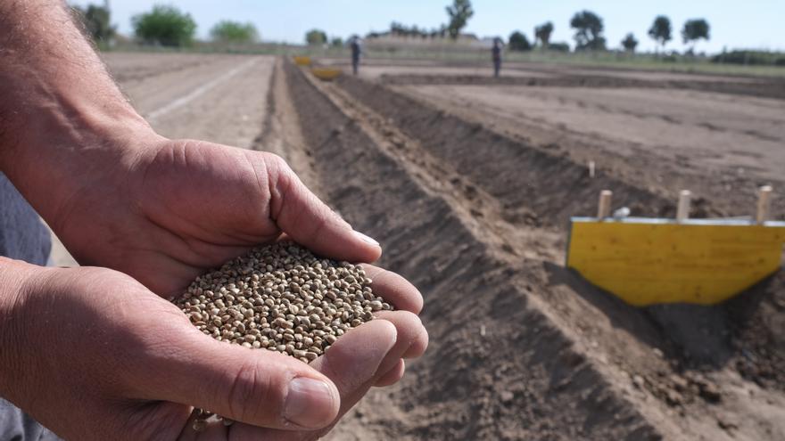 Así es la siembra de cáñamo en Callosa de Segura