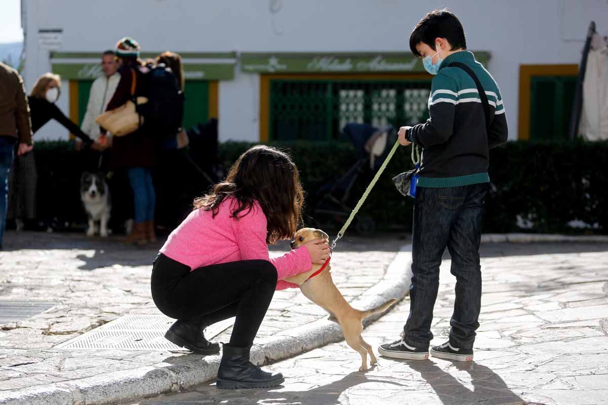 Bendición de animales en Sant Antoni