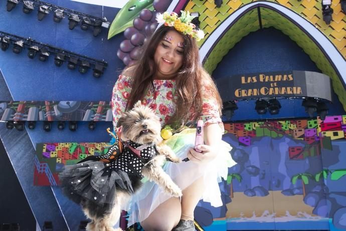 24.02.19. Las Palmas de Gran Canaria. Carnaval 2019. Concurso Carnaval Canino 2019. Claudio Ayala Gil, presenta a Shakira, con la fantasía "Valor es tener libertad sin depender de nadie más". Foto Quique Curbelo