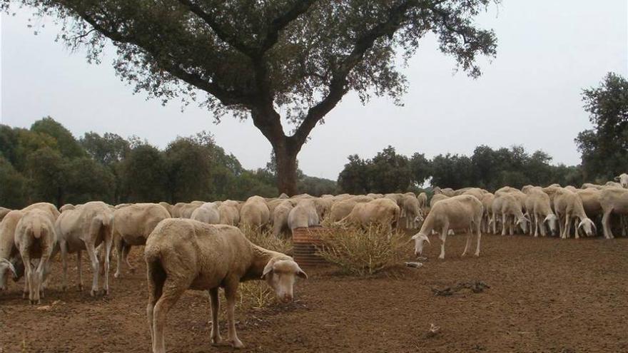 Un brote de lengua azul obliga a restringir el movimiento de ganado