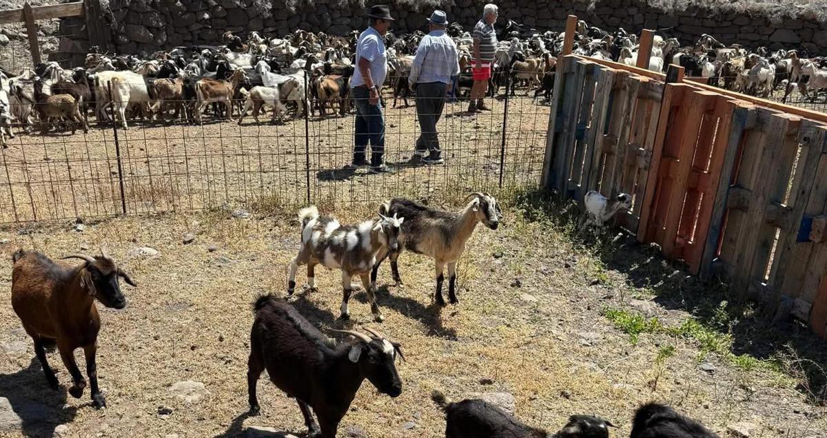 Cabras de costa en el interior de la gambuesa de Vinamar después de ser apañadas por los ganaderos.