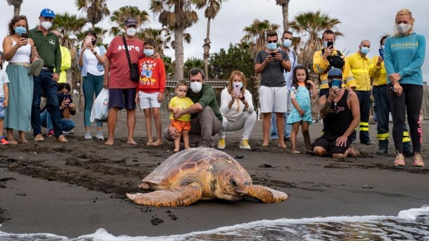 Devuelven al mar la tortuga de 40 kilos que varó herida en Jinámar