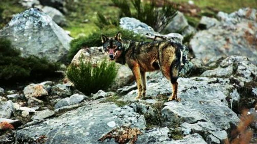 El lobo ibérico, icono de la fauna europea