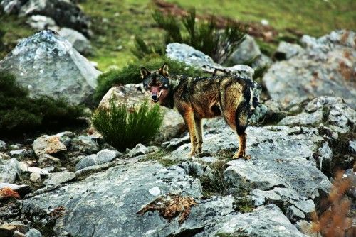 El lobo ibérico