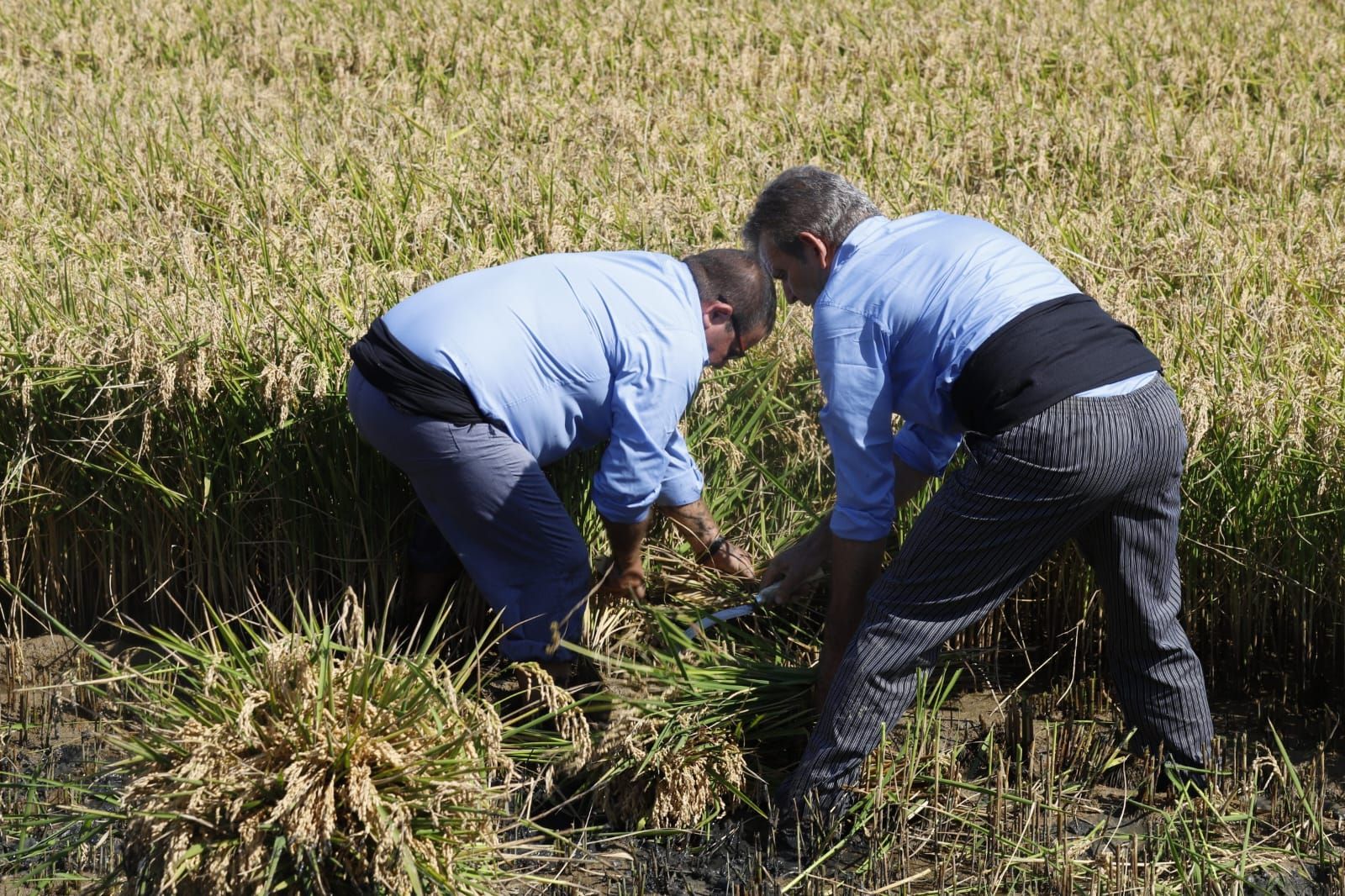 Todas las imágenes de la Fiesta de la Siega del Arroz 2024