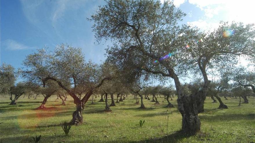 Mayo registra el nivel de concentración de polen más alto de los últimos años en Extremadura