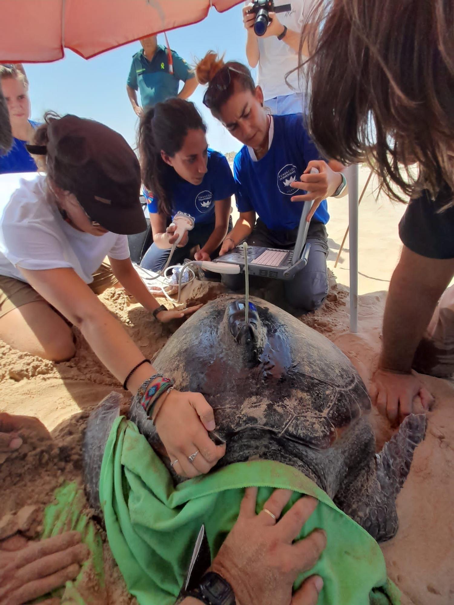 Espectacular desove de una tortuga boba en Guardamar del Segura