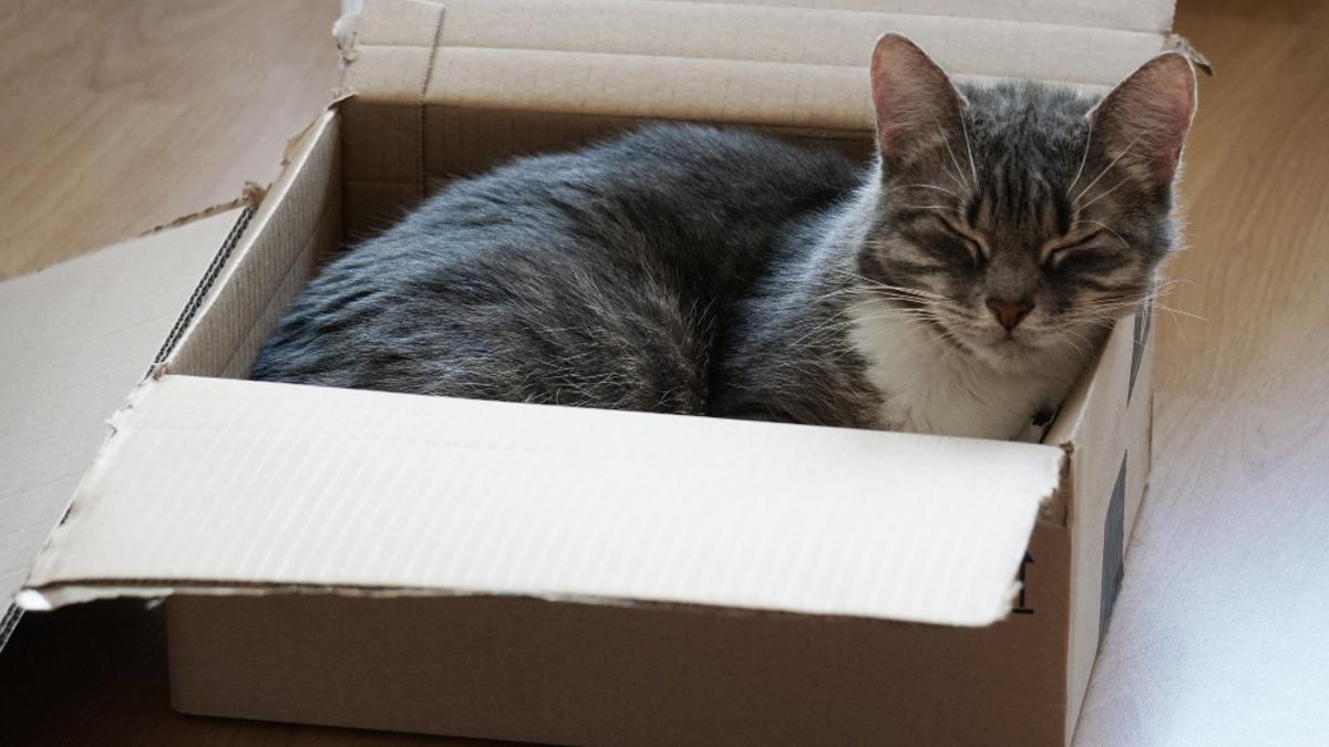 Un garo duerme en una caja.