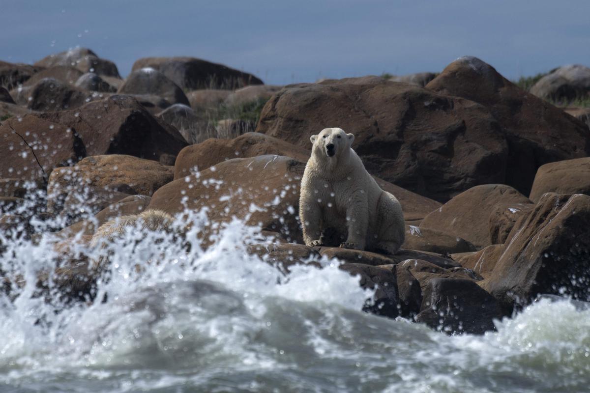 Así viven los osos polares en Hudson Bay, cerca de Churchill (Canadá).