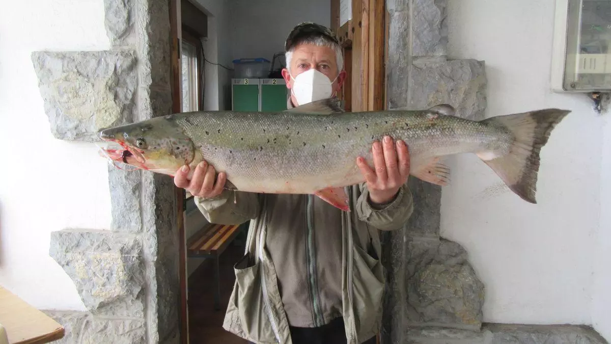El campanu del Sella, un salmón de casi ocho kilos
