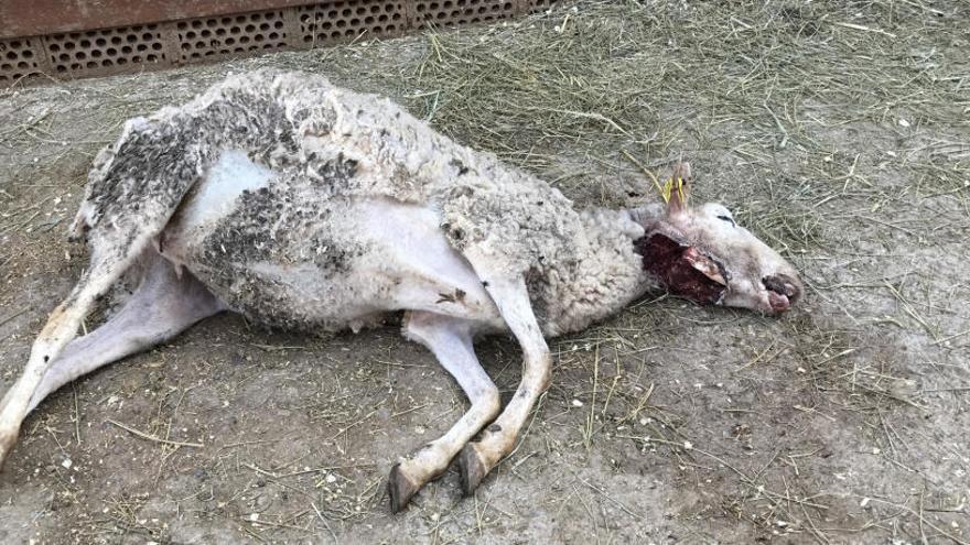 L&#039;ovella morta pel tret d&#039;un caçador