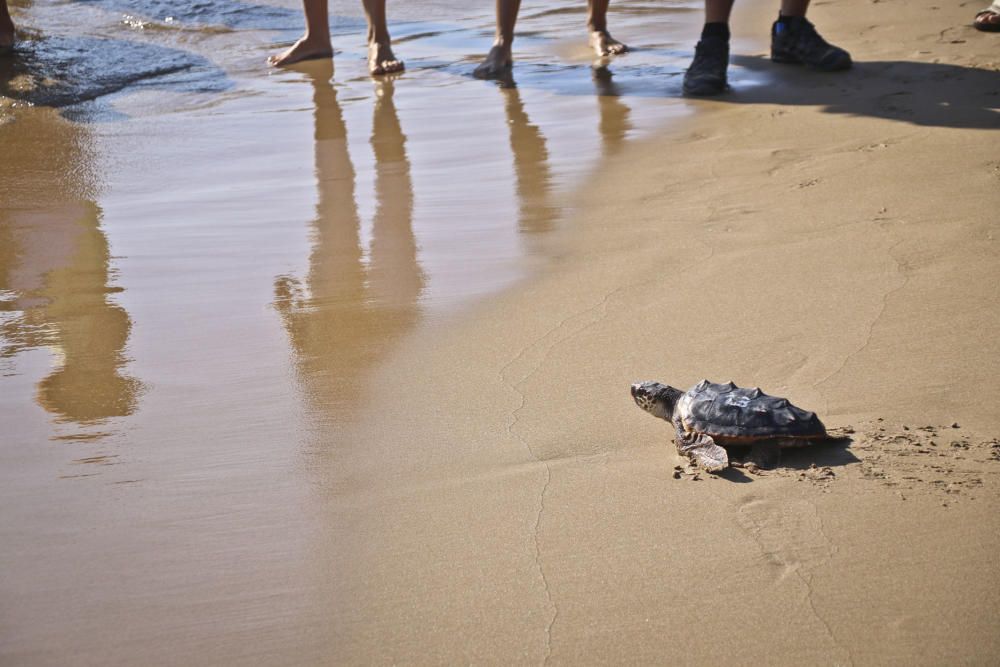 Ocenanogràfic, Acuario de Sevilla, y el Ayuntamiento de Torrevieja organizaron una suelta de 6 tortugas jóvenes procedente de un nido de las playas de Sueca (Valencia) con la participación de escolare