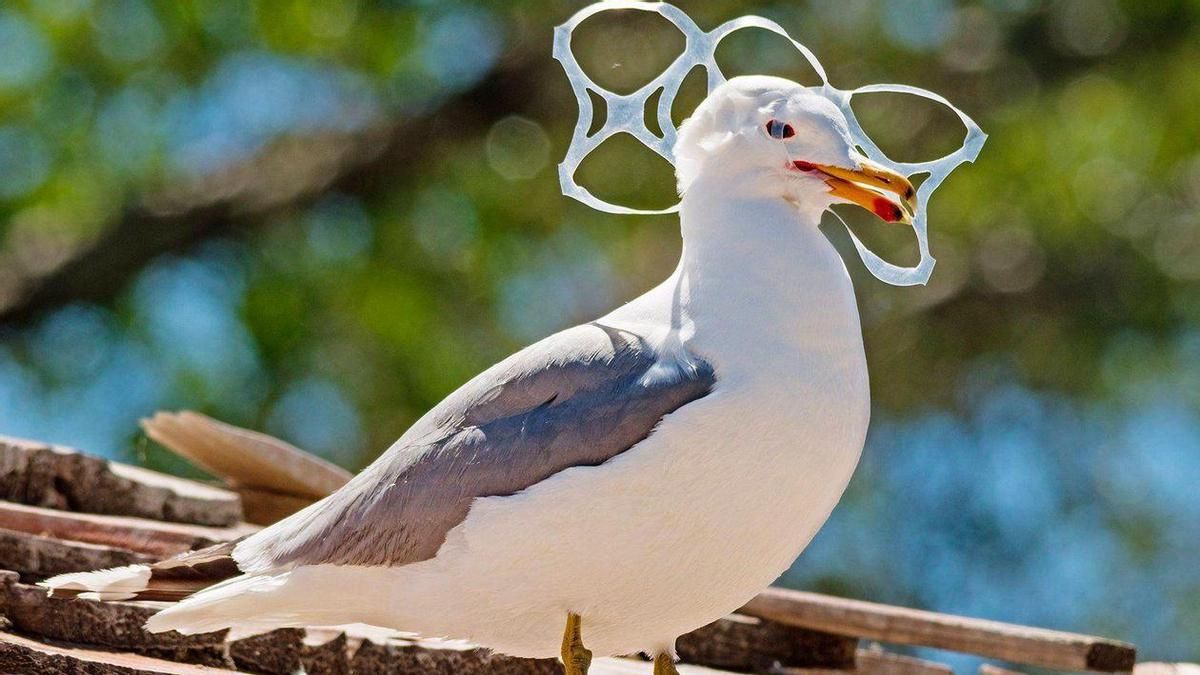 Una gaviota con unas anillas de plástico enganchadas al pico.