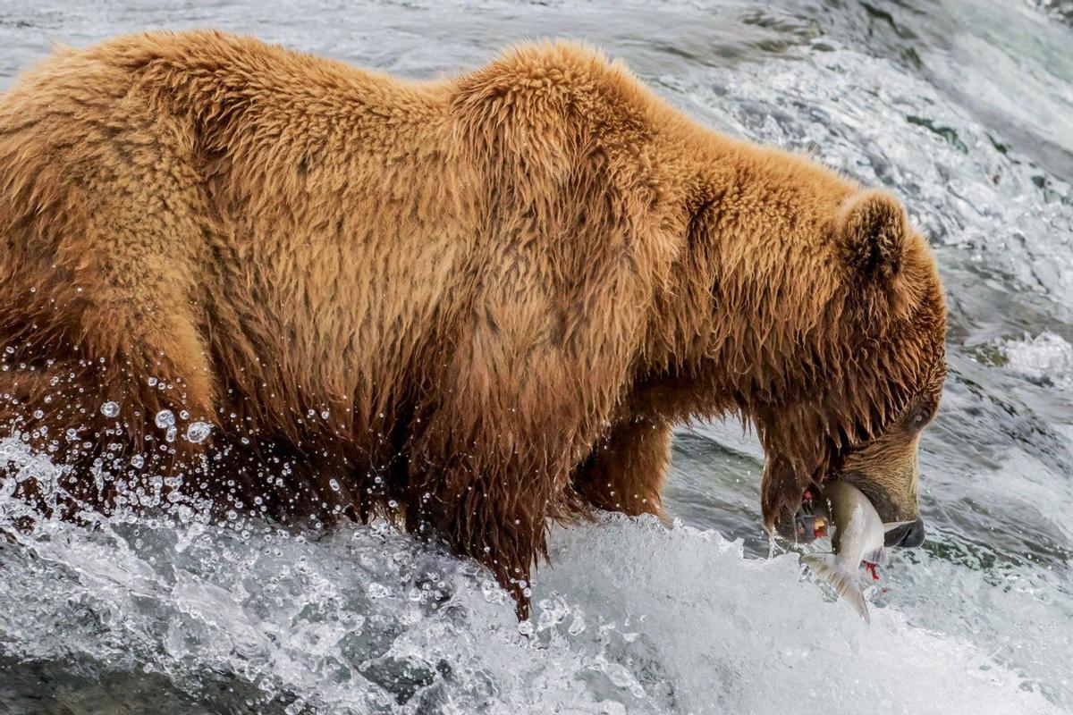 Oso pardo, especie representativa de Alaska