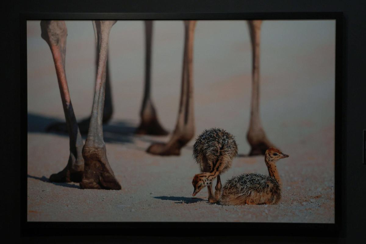 45 especies de animales exponen su maternidad  crianza