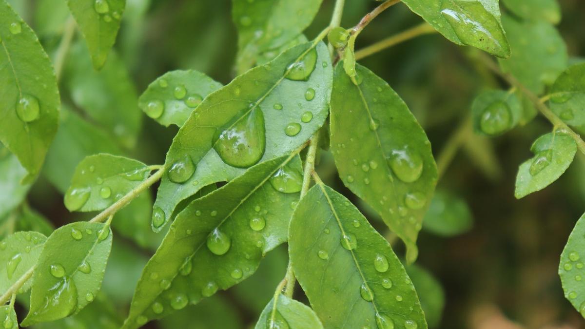 La planta aromática más exótica que puedes tener en la cocina.