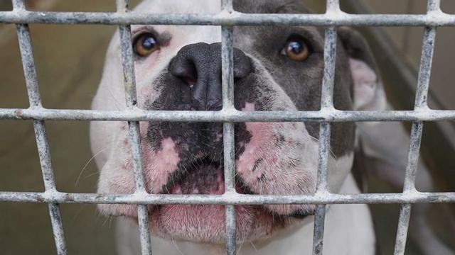Un perro de la raza American Staffordshire (archivo). | Marcus B.