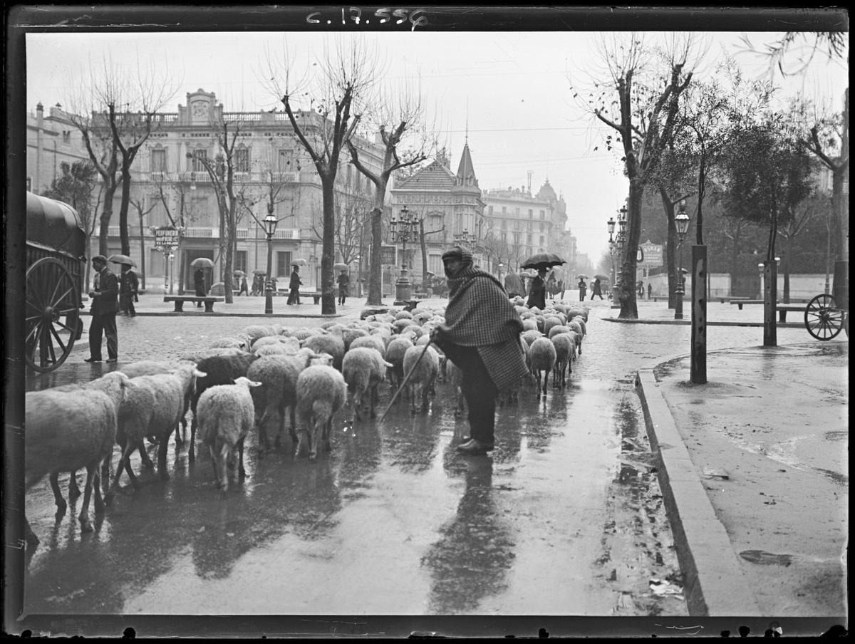 Un rebaño de ovejas, en 1920, en el paseo de Gràcia con Diputació.