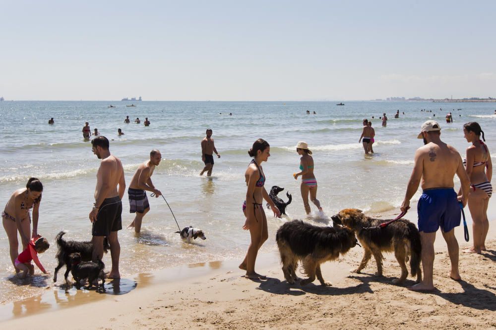 La playa para perros de Pinedo, a reventar