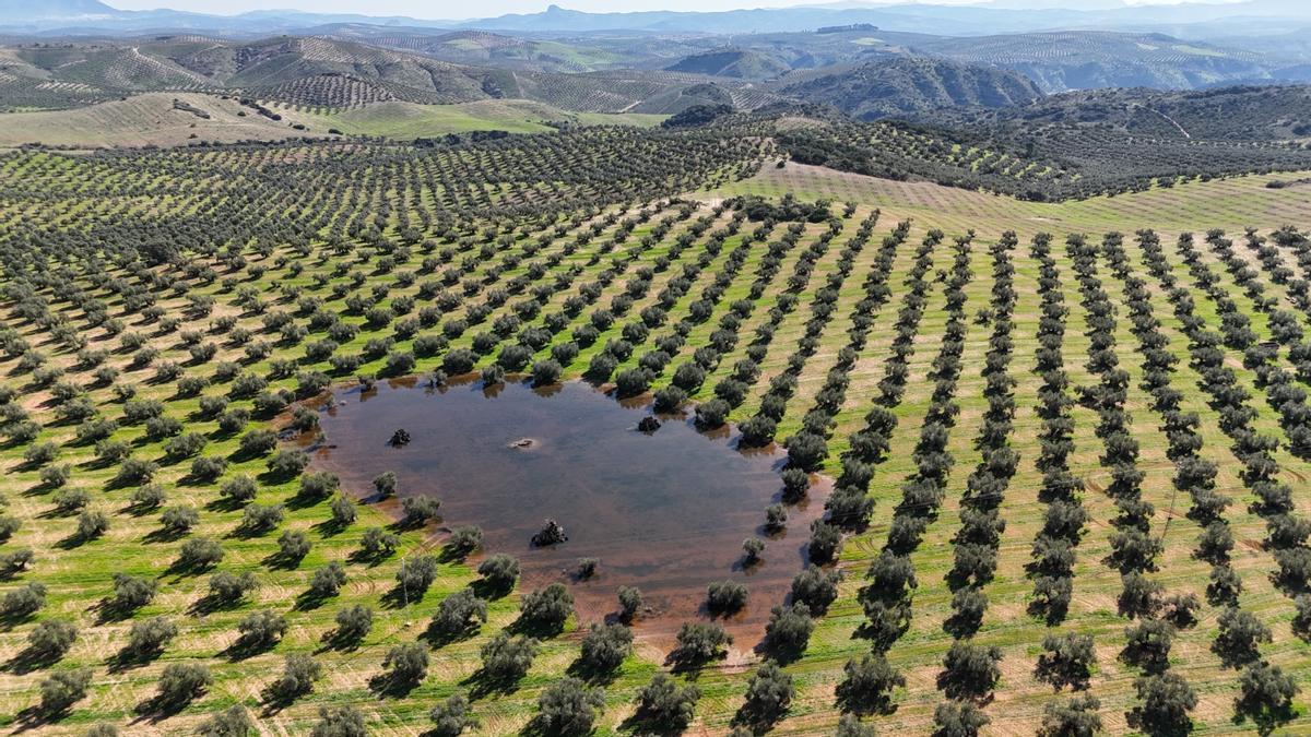 La laguna de Don Quince, en Lucena, surgió en medio de un olivar. Desaparecerá en unos días cuando llegue el calor.