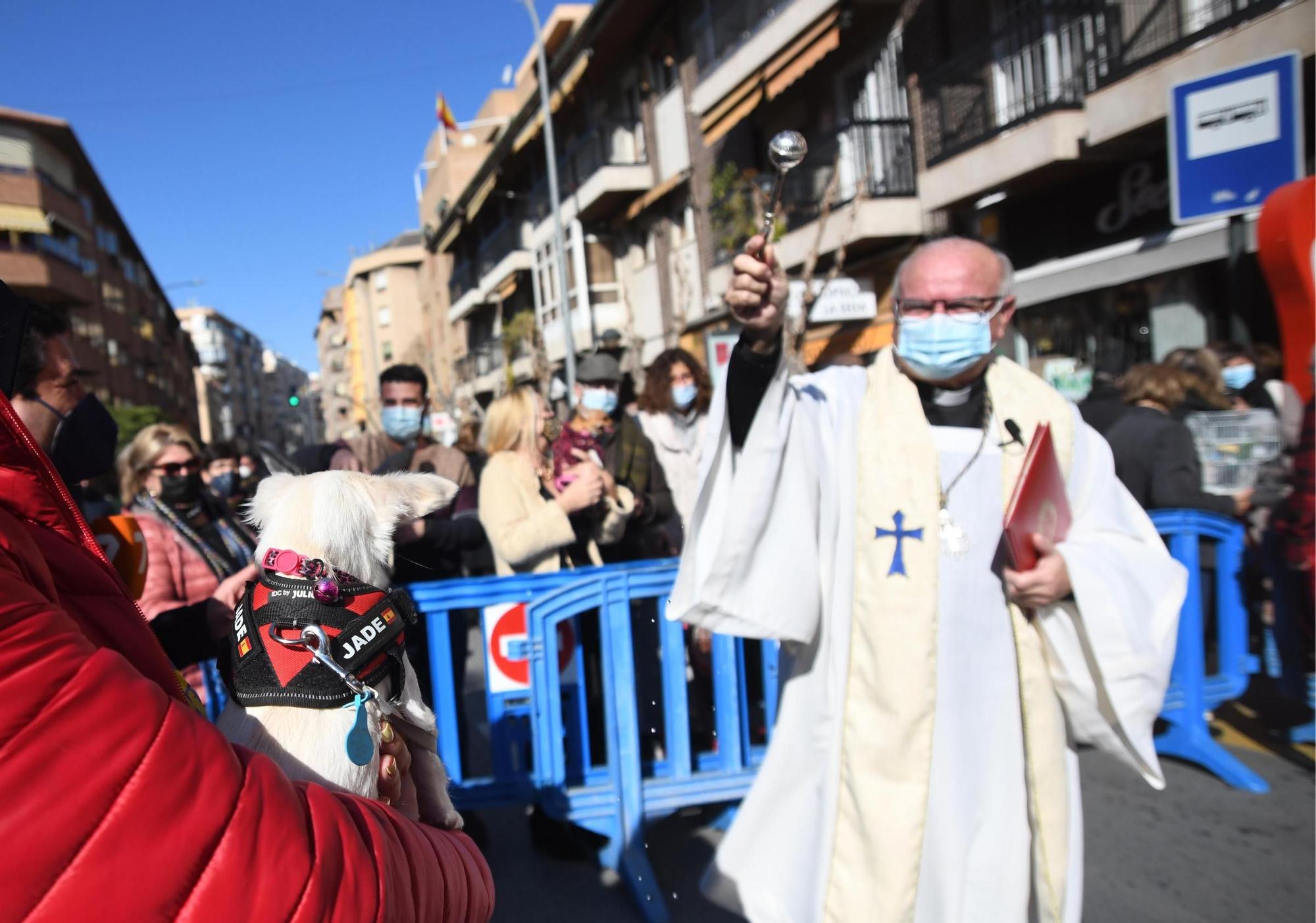 Las mascotas reciben su bendición por San Antón en Murcia (II)