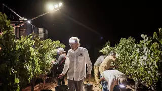 Catalunya inicia en el Penedès una nueva vendimia, con las mejores previsiones de los últimos años