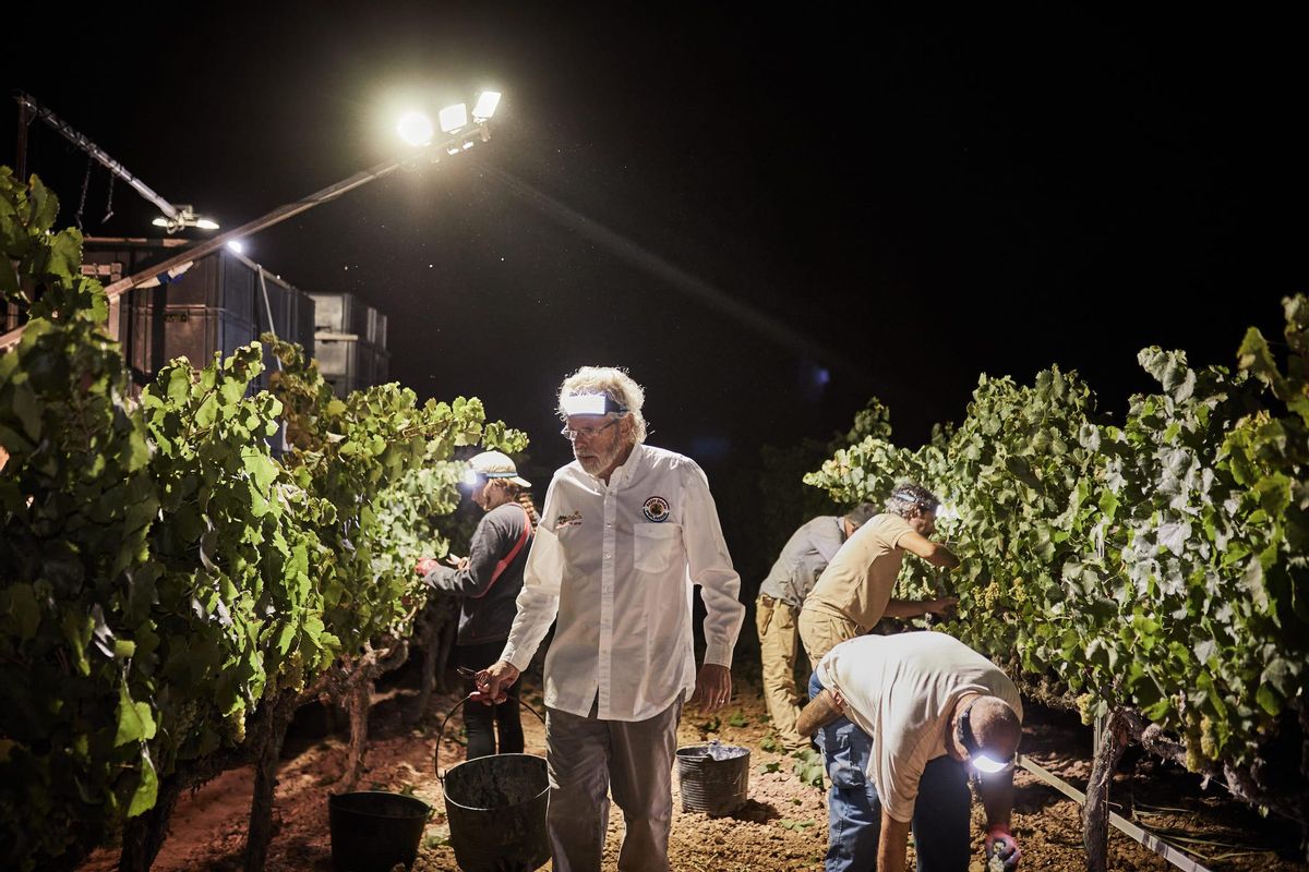 Primeras horas de vendimia de la bodega Gramona, en el Penedès, este jueves.
