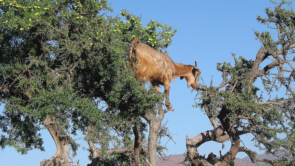 L’argània és un arbre d’origen subsaharià que pot sobreviure en climes àrids  i desèrtics.