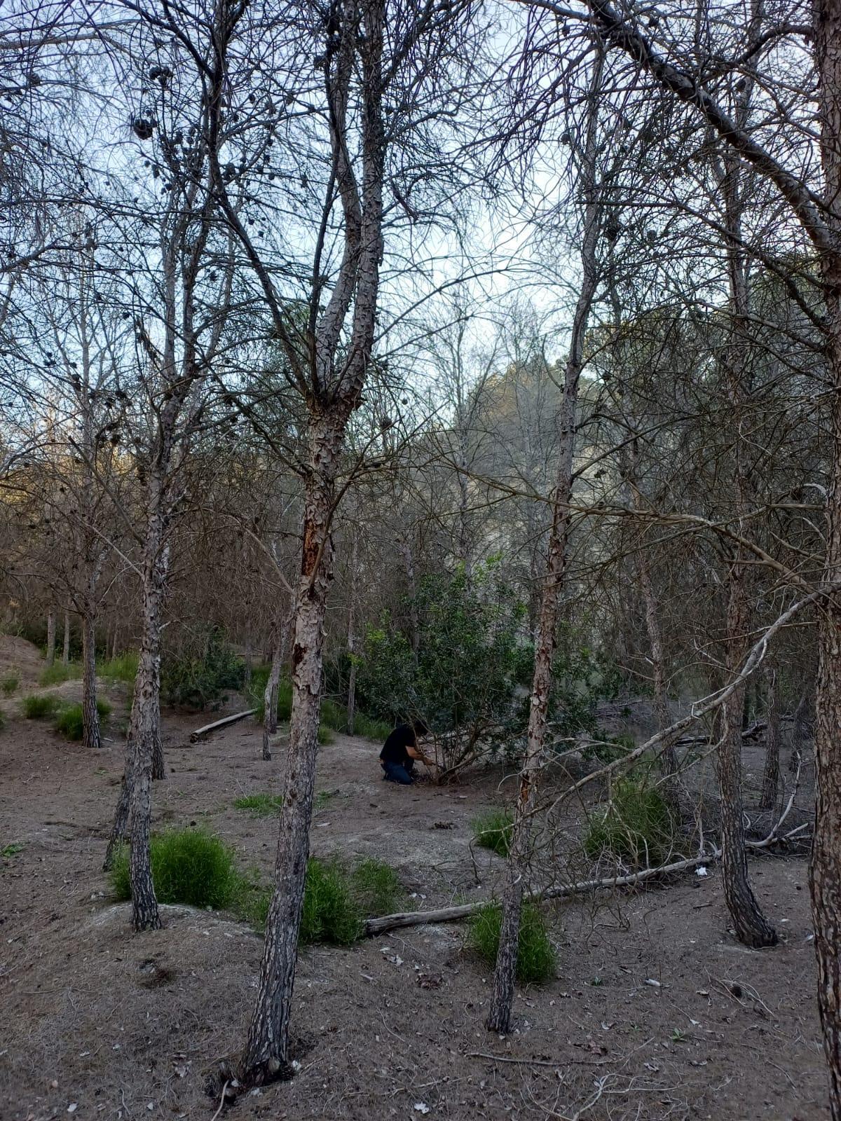 Pinos secos bajo los que crecen los arbustos tras las lluvias en la provincia de Alicante
