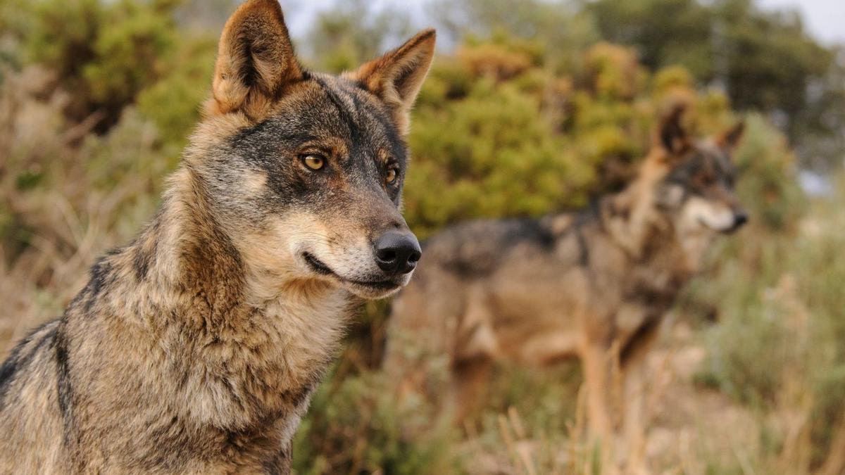 Ejemplares de lobo ibérico.