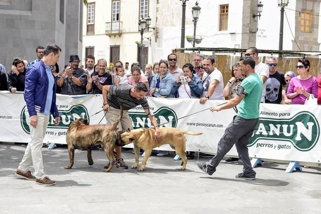 Celebración del I Certamen Nacional de perro ...