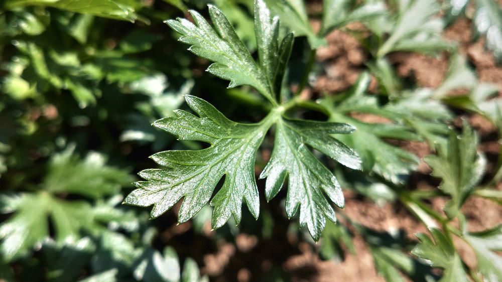 El julivert és una planta poc vistosa, però molt apreciada a la cuina com a condiment.