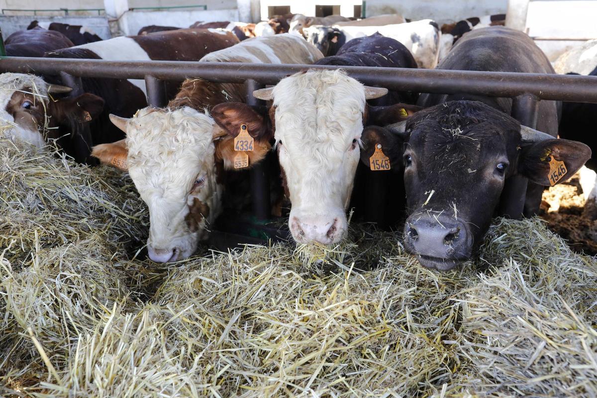 El nuevo acuerdo comercial entre la UE y Australia podría afectar a sectores como el vacuno.