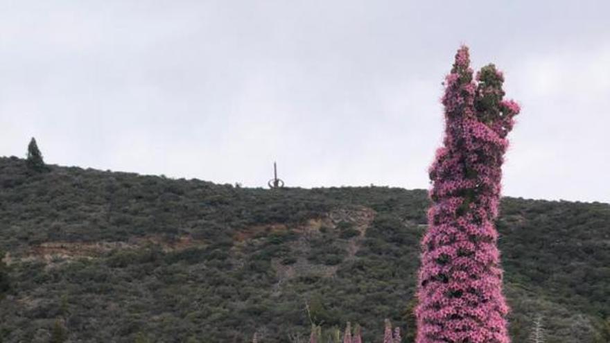 ‘Echium perezii’. | | LP/DLP