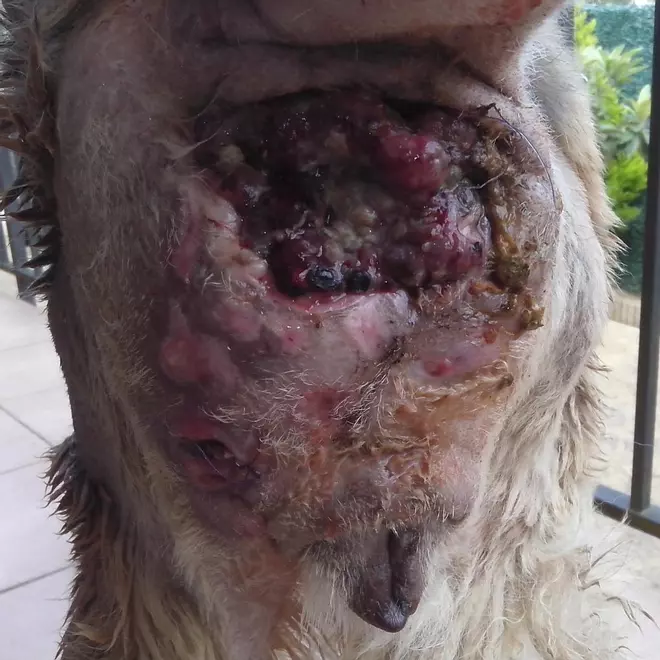 Arxiu | Denuncien que la veterinària de Vidreres expulsada per «mala praxi» segueix exercint