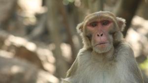 Los macacos son uno de los 43 primates, incluyendo al ser humano, que fueron estudiados en el marco del Proyecto Zoonomia.