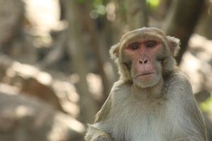 Descobreixen per què el genoma humà és únic