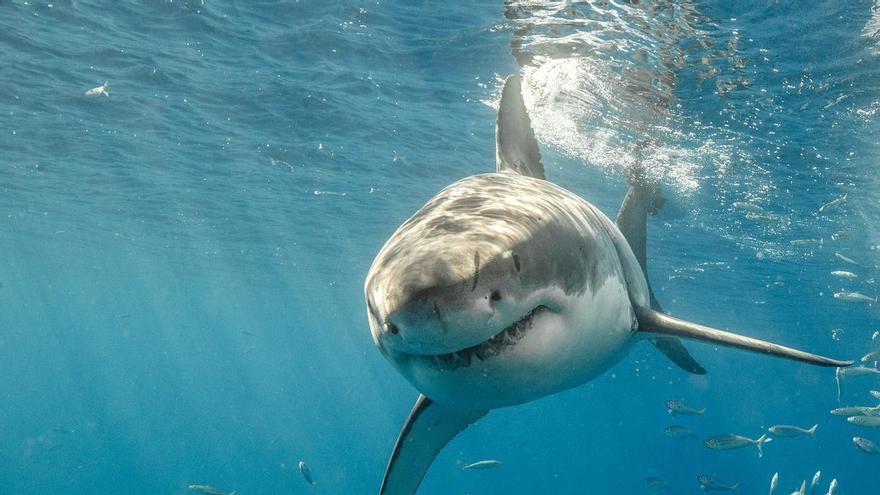 Els taurons blancs no estan extints al Mediterrani