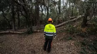 La sierra de Collserola tiene menos riesgo de incendio forestal este año por las lluvias