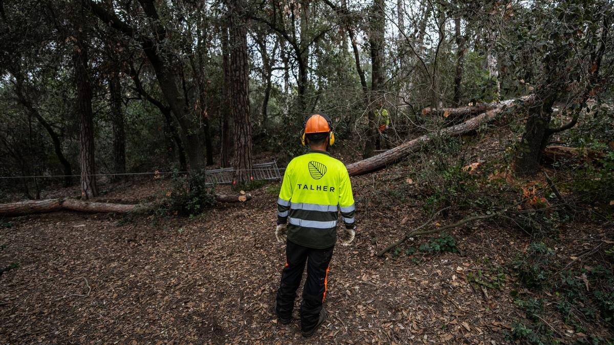 Tareas de mantenimiento y prevención en Collserola, el año pasado.