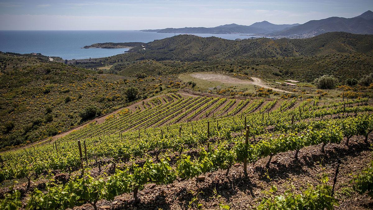 Vinedo Hugas de Batlle en Empordà.