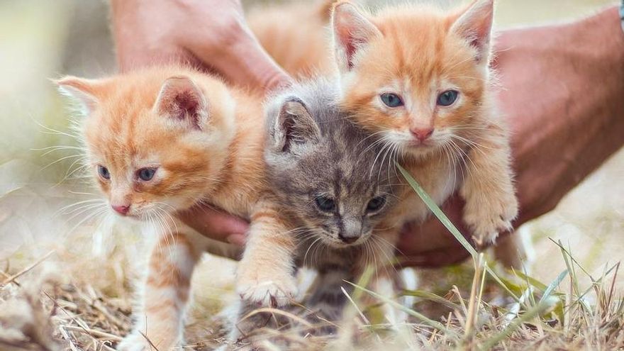 ¿Com adoptar un gat? Cinc coses a tenir en compte