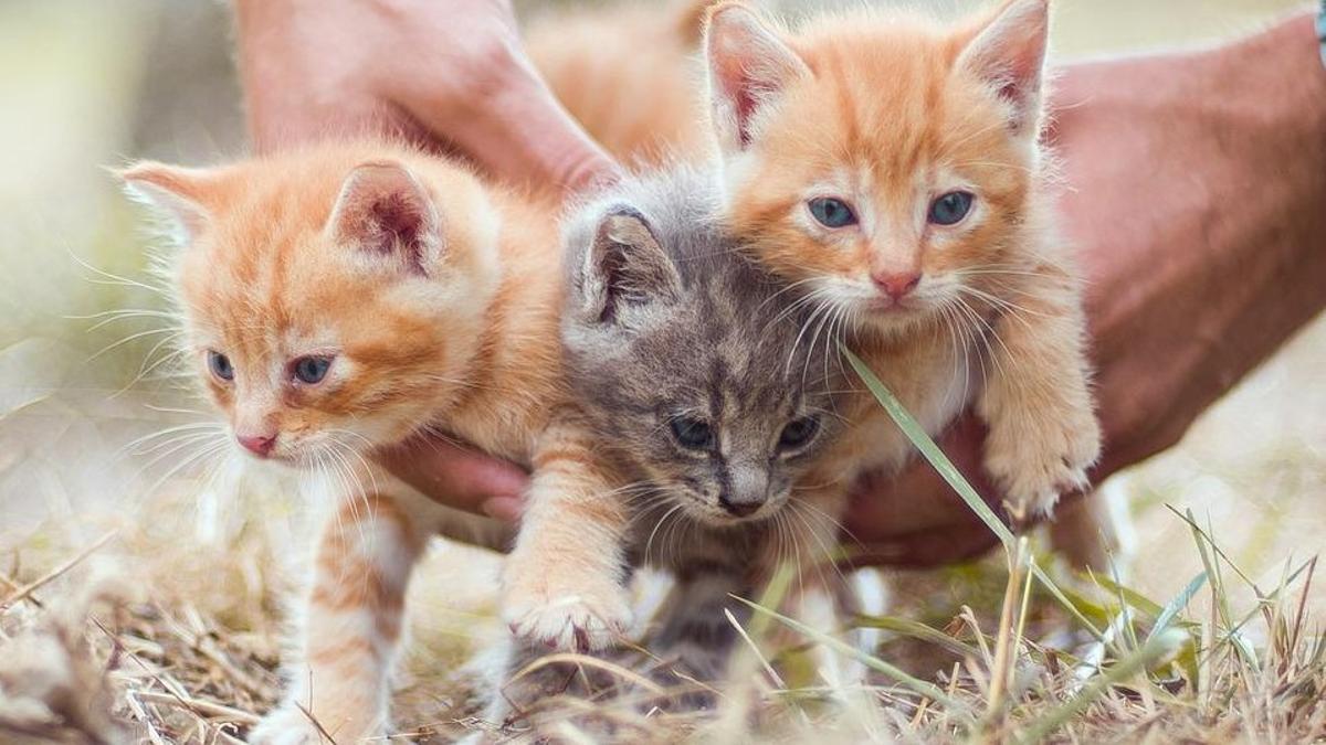 Tres gatitos pequeños