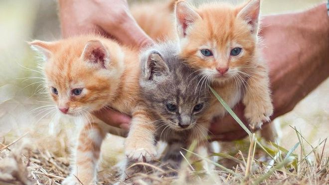 ¿Com adoptar un gat? Cinc coses a tenir en compte