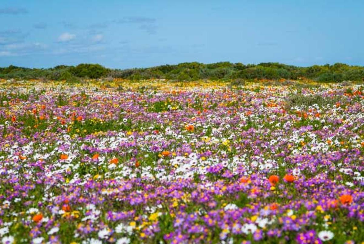 Campo de flores en Lagenbaan, en Sudáfrica.