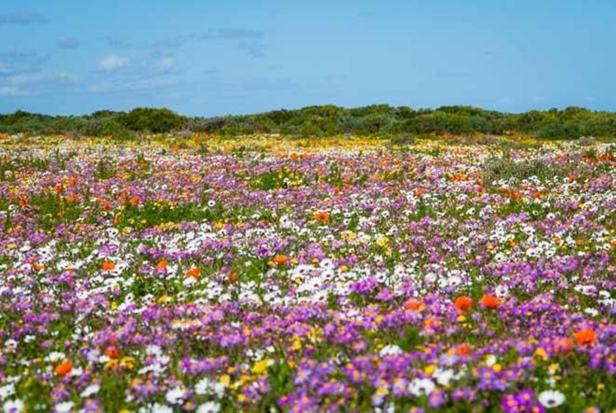 Campo de flores en Lagenbaan, en Sudáfrica.