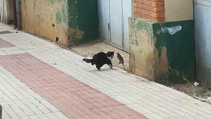Una rata se enfrenta a un gato, en la avenida Luis Morán.