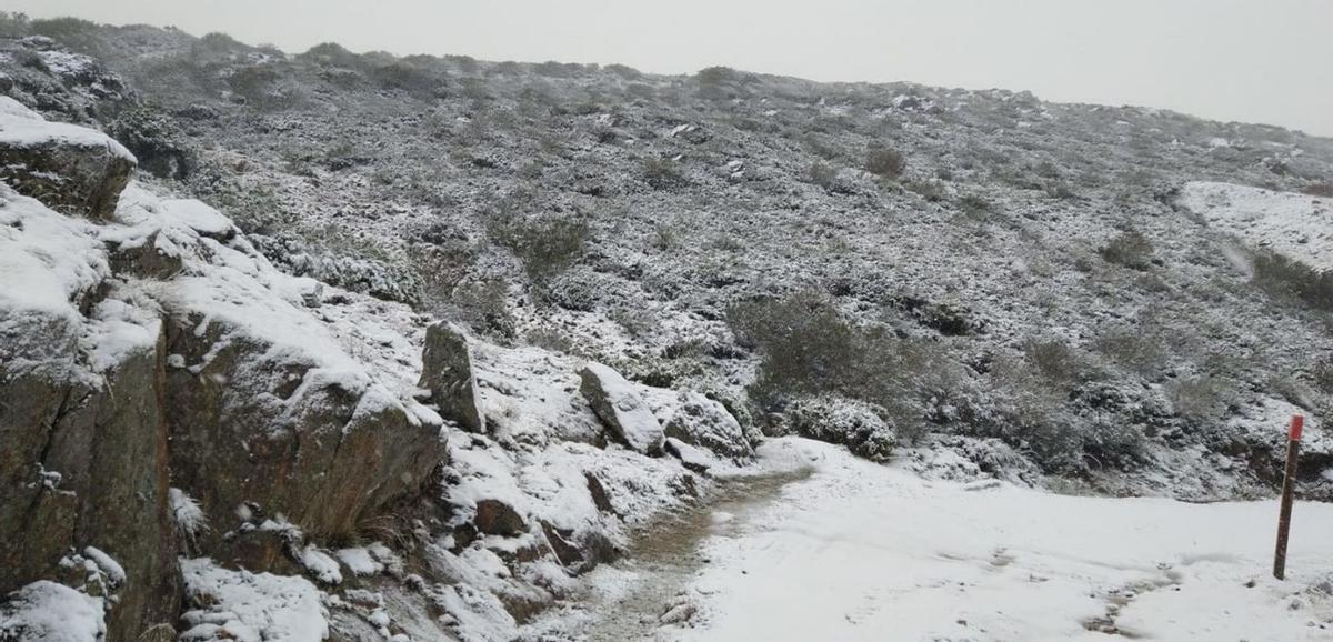 El ganado que aún queda en la Sierra Segundera camina entre la nieve. | A. S.